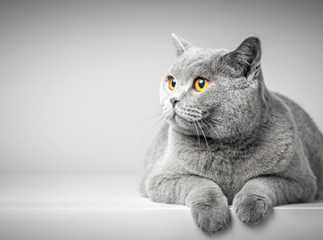 chat moustache